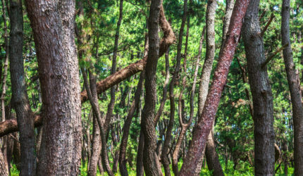 フランス海岸松樹皮エキスのイメージ写真