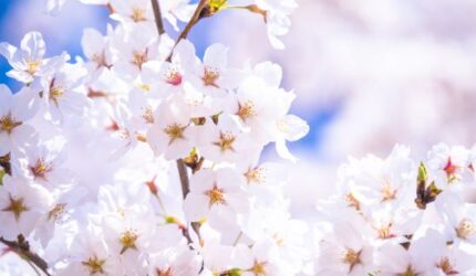 桜の花エキスのイメージ写真