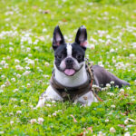 犬が草の上で寝転んでいる写真