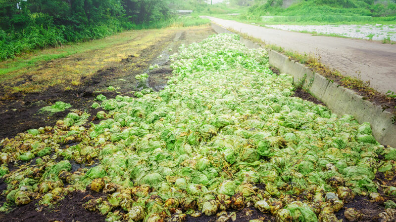 廃棄されている野菜の写真