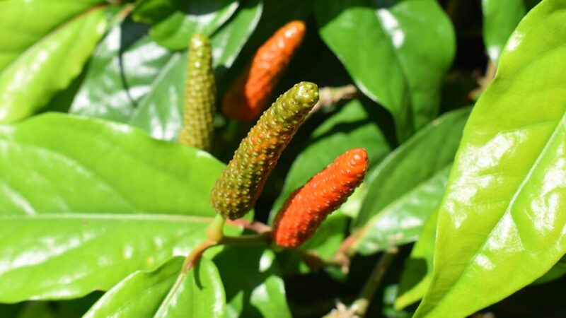 なっているヒハツの写真