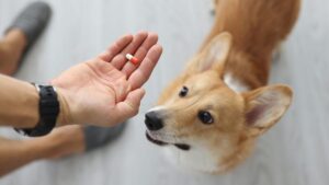 犬に向かって右手に持ったサプリメントを差し出す写真