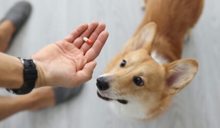 のイメージ画像