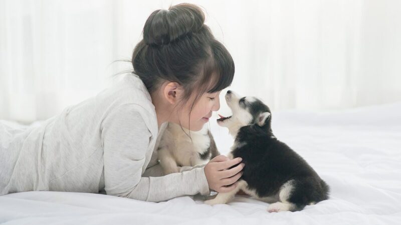 人の目の前で子犬があくびをしている写真