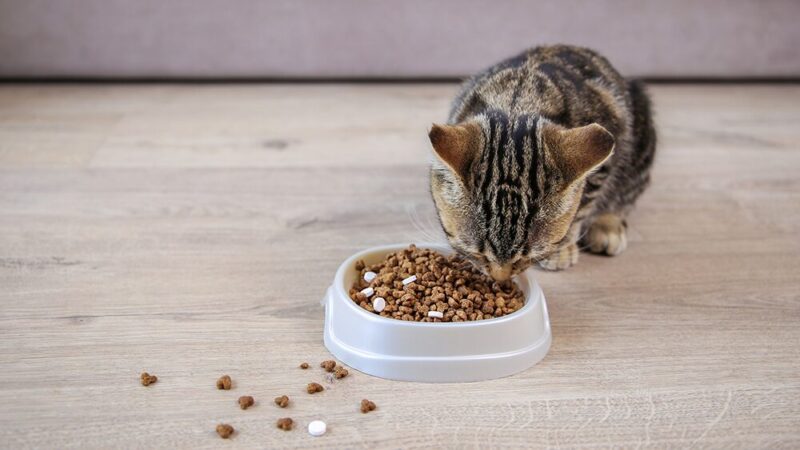 薬の混ざったキャットフードを猫が食べている写真