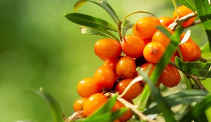 のイメージ画像