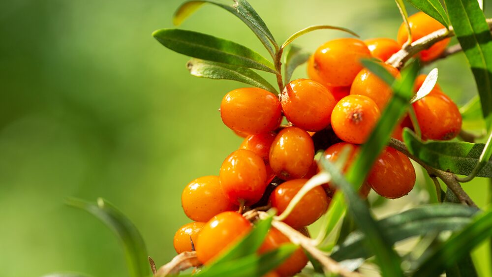 木に生っているサジーの写真