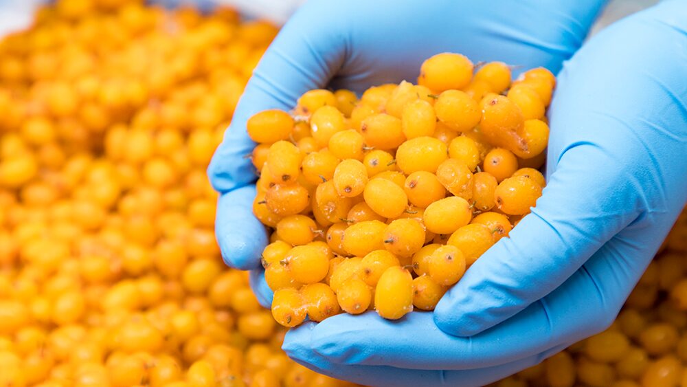 サジーの実を手で掬い上げている写真