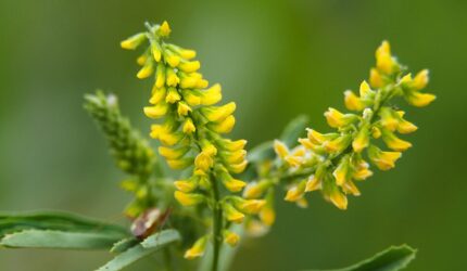 メリロートのイメージ写真