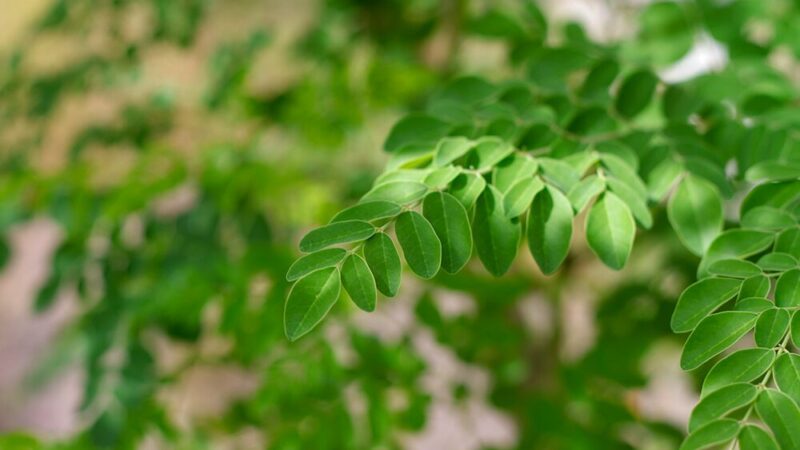 モリンガの木の写真