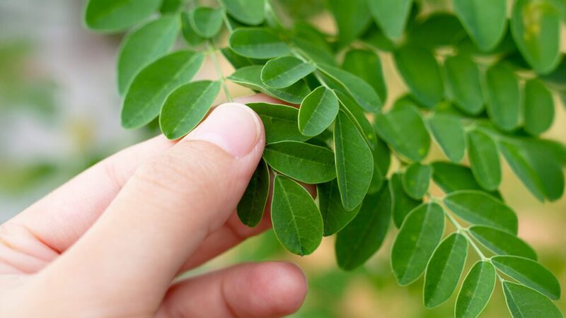 モリンガの葉を触っている写真