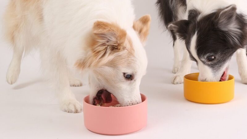 犬がドッグフードを食べている写真