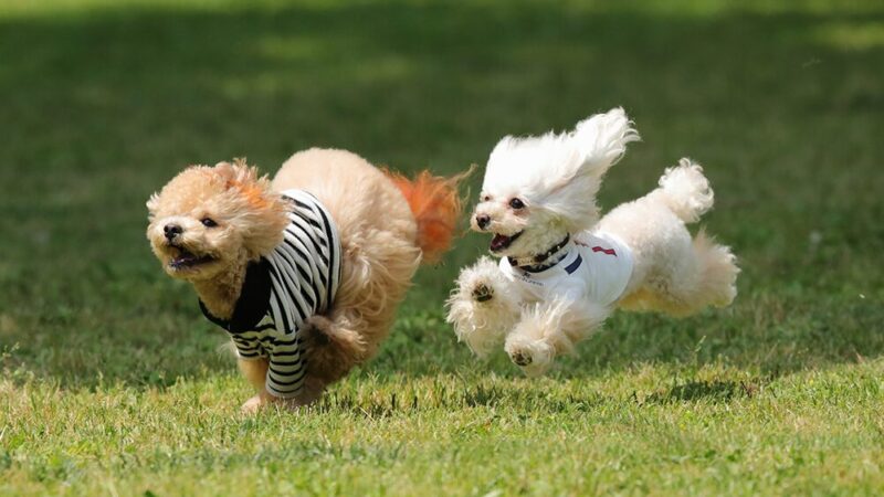 公園を走る2匹の犬の写真
