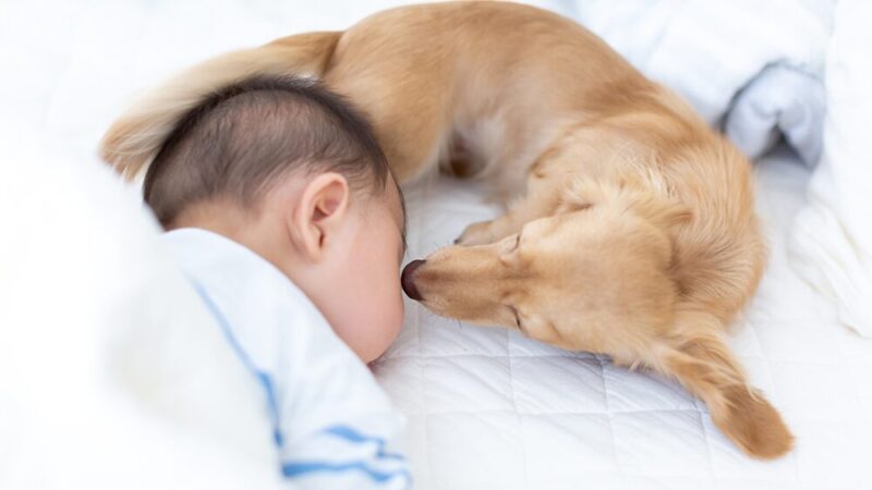 人間の赤ちゃんと犬が眠っている写真