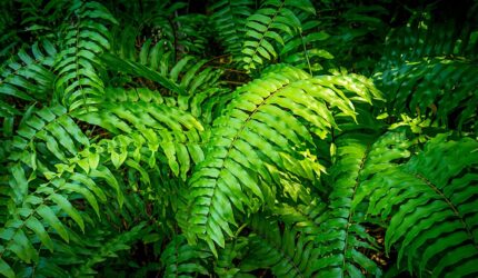 シダ植物抽出物のイメージ写真